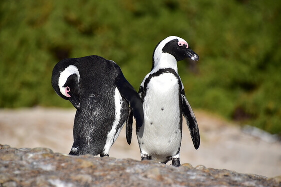 boulders beach