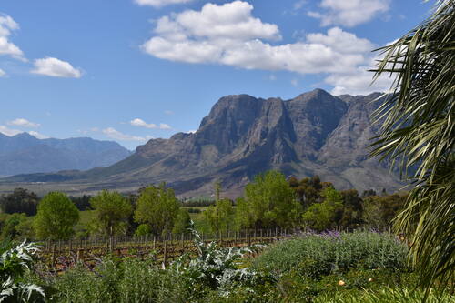 Cape wine region